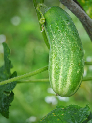 abiswas Desi Cucumber Seed(165 per packet)