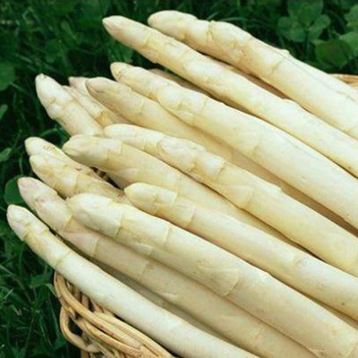 CYBEXIS Non GMO Perennials White Asparagus Seeds400 Seeds Seed(400 per packet)