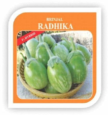 Qualtivate PUA-7A Radhika Hybrid F1 quality Brinjal seeds Seed(300 per packet)