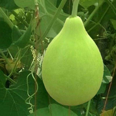 BDSresolve Bottle round gourd seeds/Bottle gourd seeds 32 Seed(32 per packet)