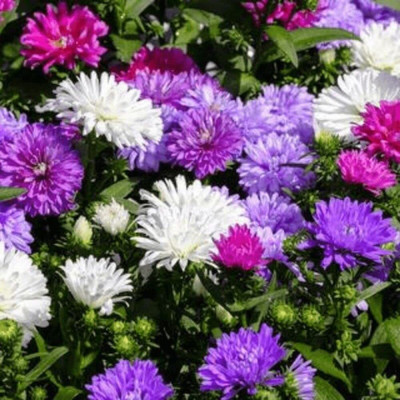 Lorvox Aster Hybrid Flower Seed(10 per packet)