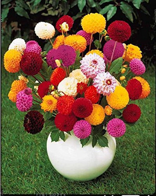 Aywal HYBRID SEEDS Dahlia Mixed Seed(2 g)
