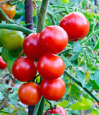 GOAGRO tomato Seed(75 per packet)
