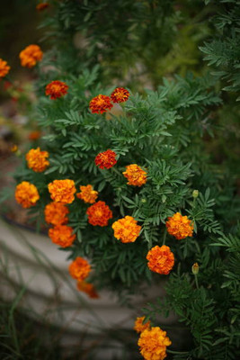 AgroAcres marigold/gende ka phool flower seeds Seed(50 per packet)