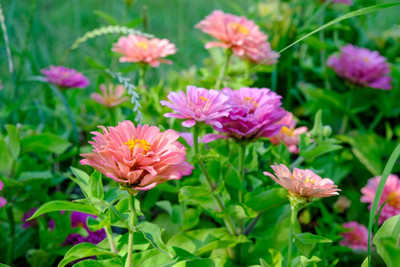 GREENSEA Hybrid Zinnia Flower Seed(44 per packet)