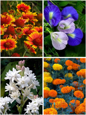 BSARKAR 4 type combo flowers seed Seed(150 per packet)