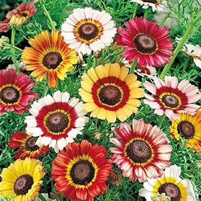 CYBEXIS PAU-45 - Hybrid Painted Daisy Mix Pollinator Friendly - (540 Seeds) Seed(540 per packet)