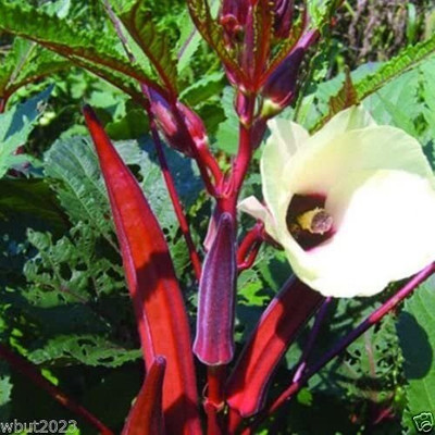 CYBEXIS ATS-84 - Red-okra Spineless - (1350 Seeds) Seed(1350 per packet)