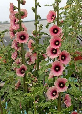 JAYANTAHALDER Hollyhock Seed(82 per packet)