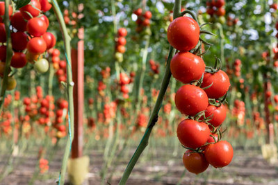 GCS Kantola Seeds tomato Seed(145 per packet)