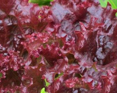 XOLDA Organic red lettuce Seed(24 per packet)