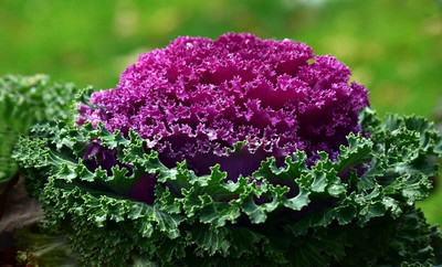Aywal Kale Hybrid Imported Flower Seed(70 per packet)