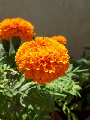 APERA marigold/gende ka phool flower seeds Seed(50 per packet)