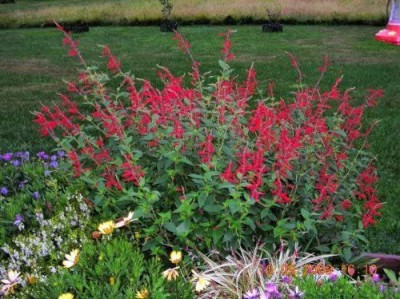 VibeX VVI-38 - PINEAPPLE SAGE Red Salvia Elegans - (450 Seeds) Seed(450 per packet)