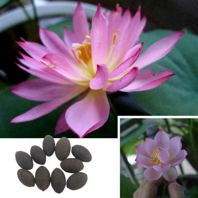 AloGardening Mixed Colour lotus Seed Per Packet- 10 Pc Seed(10 per packet)