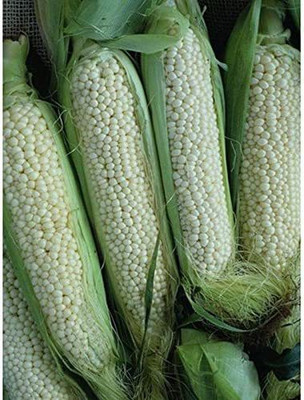 VibeX ® VXI-596 The Finest Roasting Corn Seed(500 per packet)