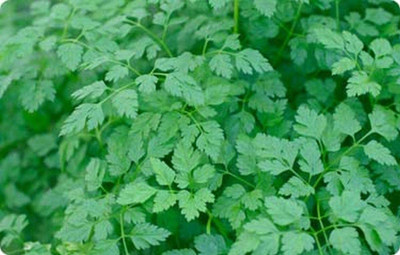 CYBEXIS XLL-1 - Winter Chervil - Lacy Leaves - (750 Seeds) Seed(750 per packet)