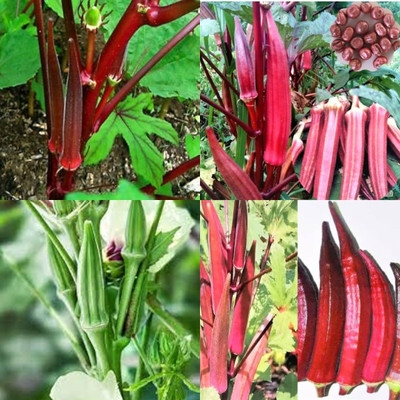 ibains Red ladies finger seeds 12 Seed(12 per packet)