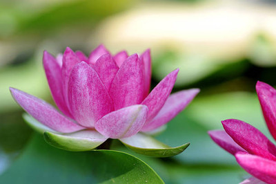 BHARAT JADI BOOTI lotus,kamal gatta Seed(10 per packet)