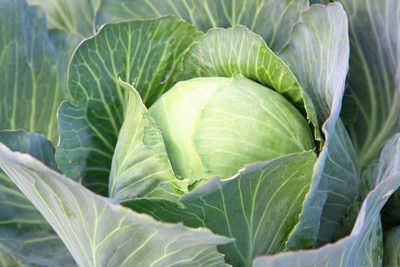 TRICONE Cabbage Seed(100 per packet)