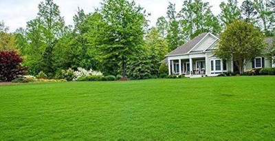 wequality bermuda grass seeds/Lawn Grass Seeds 5000 Seed(5000 per packet)