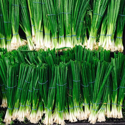 WILLVINE AGRI -XII Green Onion Seeds Scallion [25g] Seed(15000 per packet)