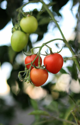 Sandhya Darshan tomato Seed(90 per packet)