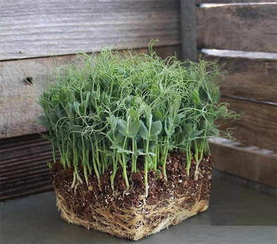 CYBEXIS PEAS MICROGREEN SEEDS800 Seeds Seed(800 per packet)