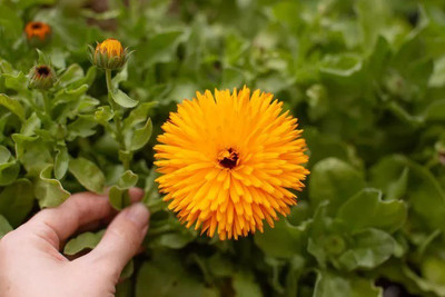 Lippy Organic Calendula Flower Seed(100 per packet)