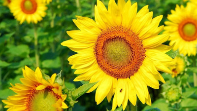 Sunway Sunspot Sunflower Seeds | Non-GMO Surajmukhi Seed(30 per packet)