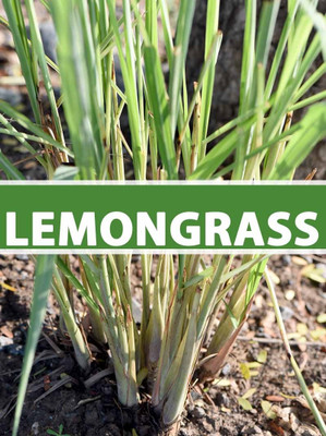 Qualtivate XL-164 Lemon Grass/Lemongrass Seeds Seed(500 per packet)