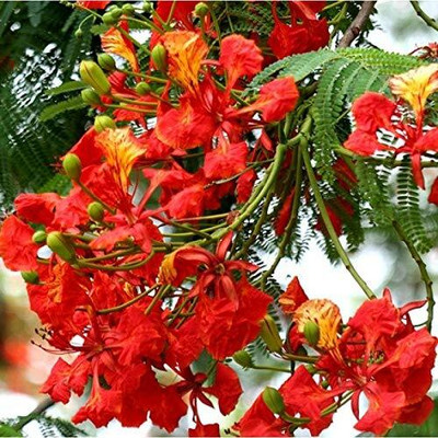 Garden Basket Hubb Gulmohar Seeds/Ornamental tree seed/Avenue Tree seed/Delonix regia seed Seed(100 per packet)
