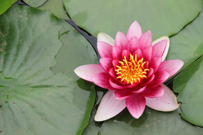 ENTENT lotus,kamal gatta Seed(15 per packet)
