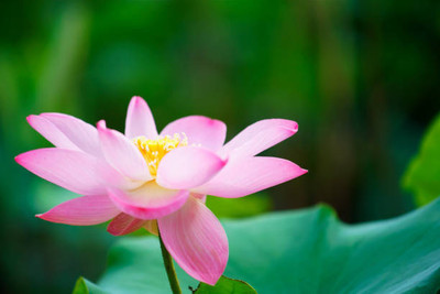 Liker lotus,kamal gatta Seed(10 per packet)