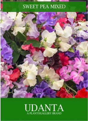 Udanta Sweet Pea Mix Seed(1 per packet)