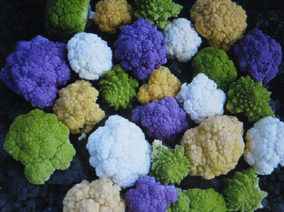 CYBEXIS Fast Germination Rainbow Blend Cauliflower * Broccoli * Mixed Colors2000 Seeds Seed(2000 per packet)
