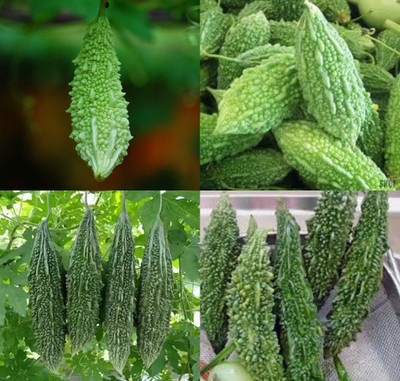 ibains Bitter gourd seeds hybrid beej 39 Seed(39 per packet)