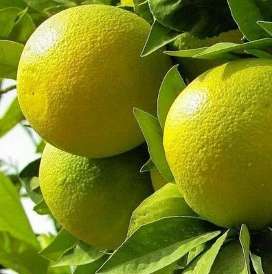 Aywal Mausambi Sweet Lemon Fruit - Citrus Limetta Seed(5 per packet)