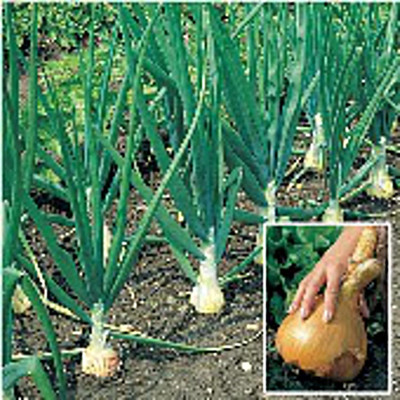 Biosnyg Kelsae Sweet Giant Onion Seeds-2500 Seeds/10gm Seed(2500 per packet)