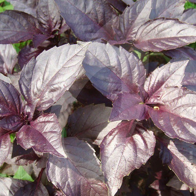 VibeX LXI-56 - Herb Basil Red Rubin - (4500 Seeds) Seed(4500 per packet)