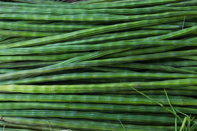 Pbevergreen Drumstick Seeds PKM1 For Planting Seed(90 per packet)