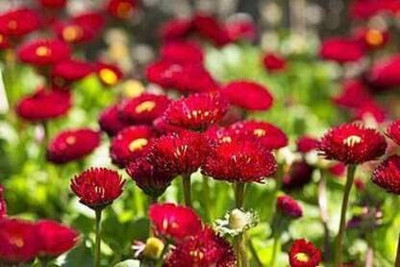 Epazo Daisy Mix Flower Seed(30 per packet)