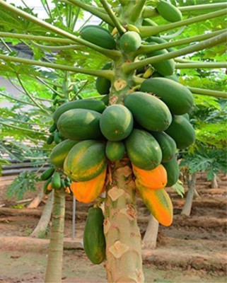 Pbevergreen PAPAYA Seed(35 per packet)