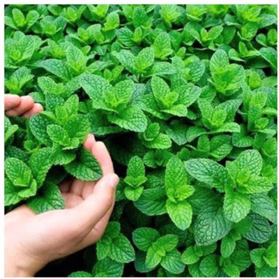 fixeded Pudina/Mint Hebrs Seed(40 per packet)