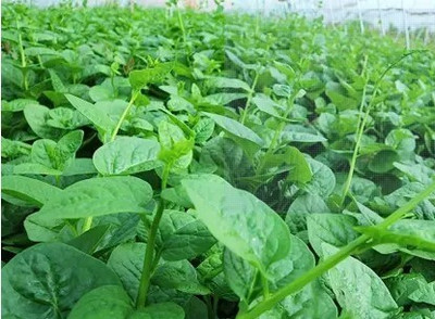 Ankur Farm Malabar Spinach, Pui Shak Seed(27 per packet)