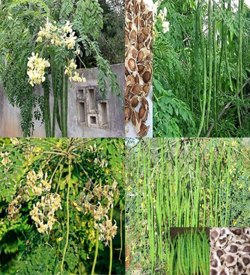 ibains Moringa seeds for plantation biij 12 Seed(12 per packet)