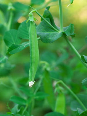 AFARTIOBINA 70 Pc Beans Seeds Seed(70 per packet)