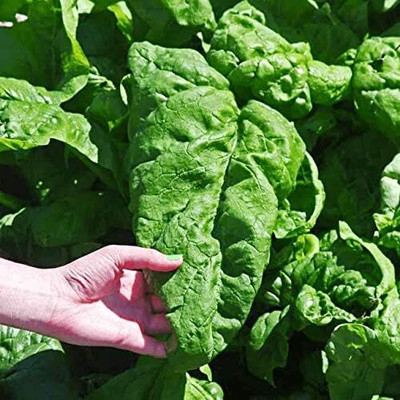 Qualtivate AXL-1AT Giant Spinach Seeds Seed(300 per packet)