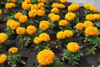 PLANTBEES marigold/gende ka phool flower seeds Seed(75 per packet)