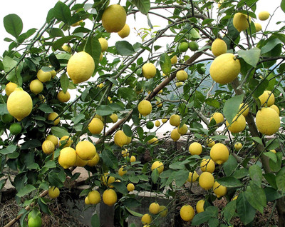 CRGO ™ XII-995 Yellow Lemon Tree Organic Fruit Seeds for Home Garden Seed(25 per packet)